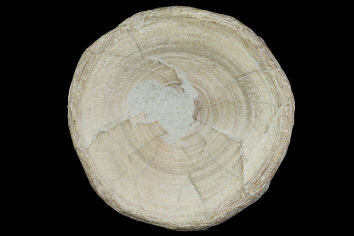 Cretaceous Fossil Shark Vertebra - North Sulfur River, Texas #164775